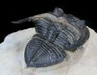 Bumpy Zlichovaspis Trilobite - Great Eye Facets #36847-1